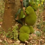 jack fruits -choma2